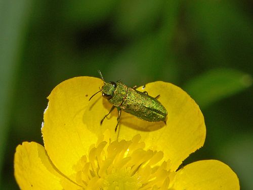 Anthaxia nitidula